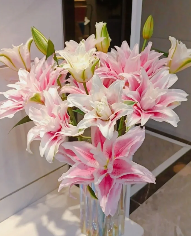 【有雲】伊莎贝拉-重瓣百合 任意两单包邮 发货后不支持退款