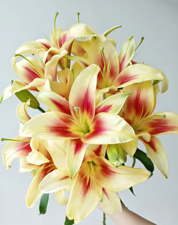 【花满堂】双色球-百合 任意两单包邮 发货后不支持退款