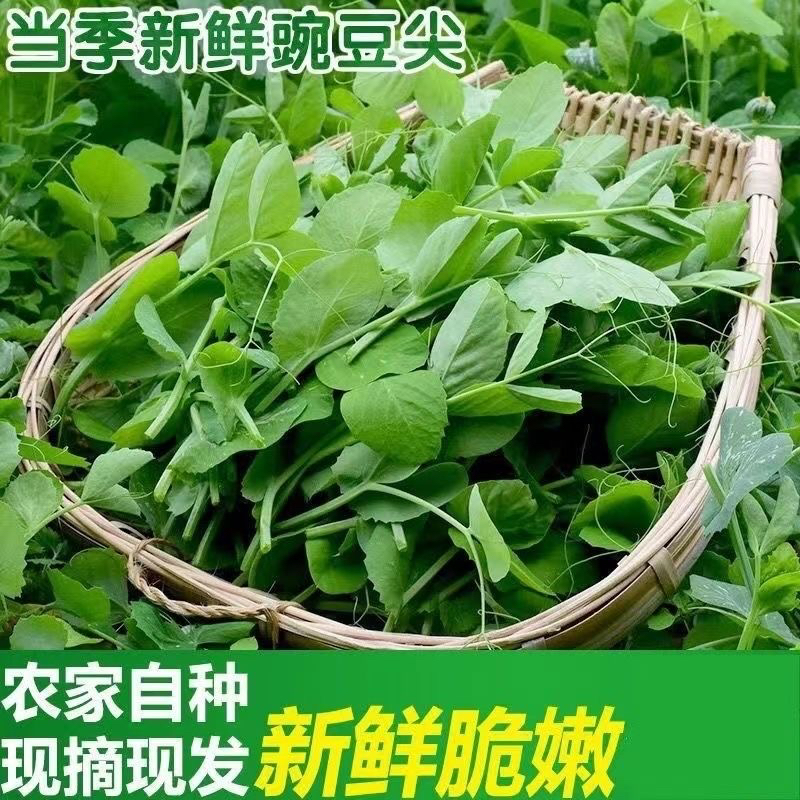 贵州豌豆尖 豌豆苗豌豆荚现摘 新鲜时令蔬菜火锅配菜当季菜龙须菜