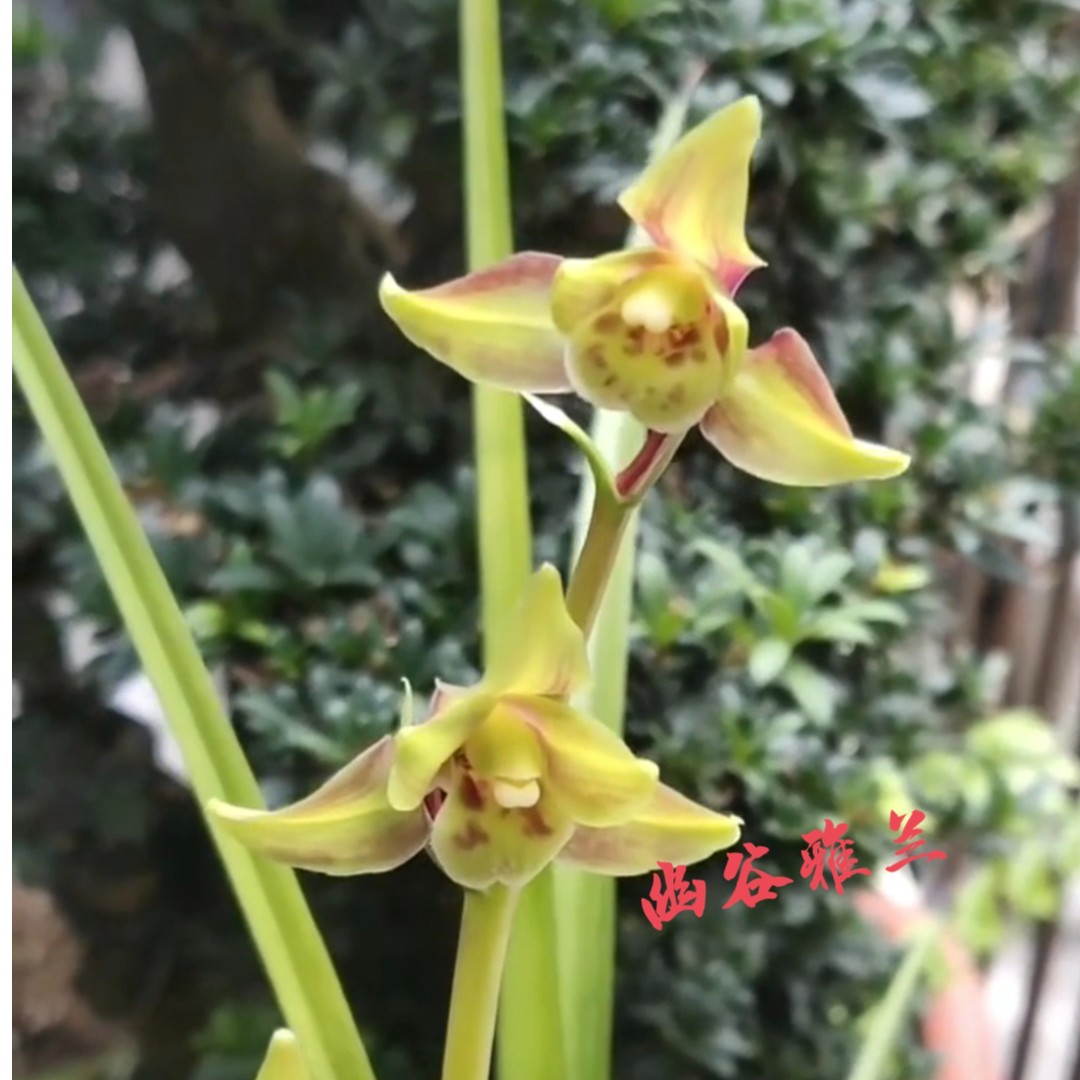 送春，红花。飘门水仙，夲苑开品照勿用，壮苗带芽，花色好，花品好 