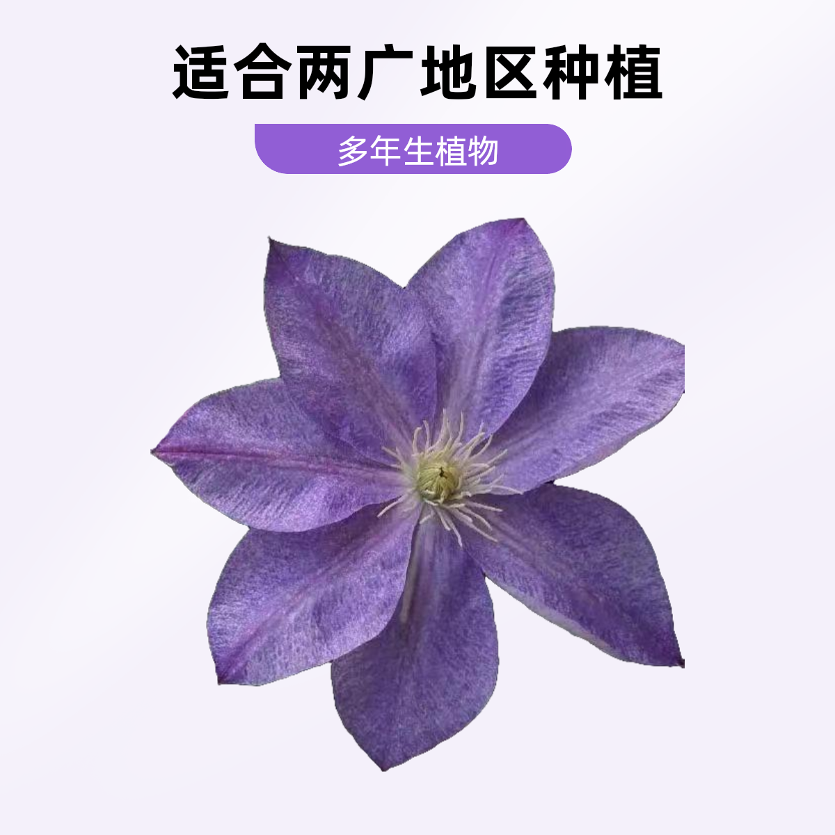 F系网红品种 变色龙 铁线莲 任意修剪 爬藤庭院花卉盆栽观花植物 