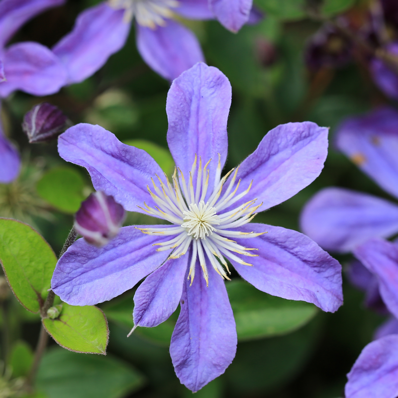 全缘类 阿拉贝拉 铁线莲 重剪 爬藤庭院花卉 盆栽观花植物