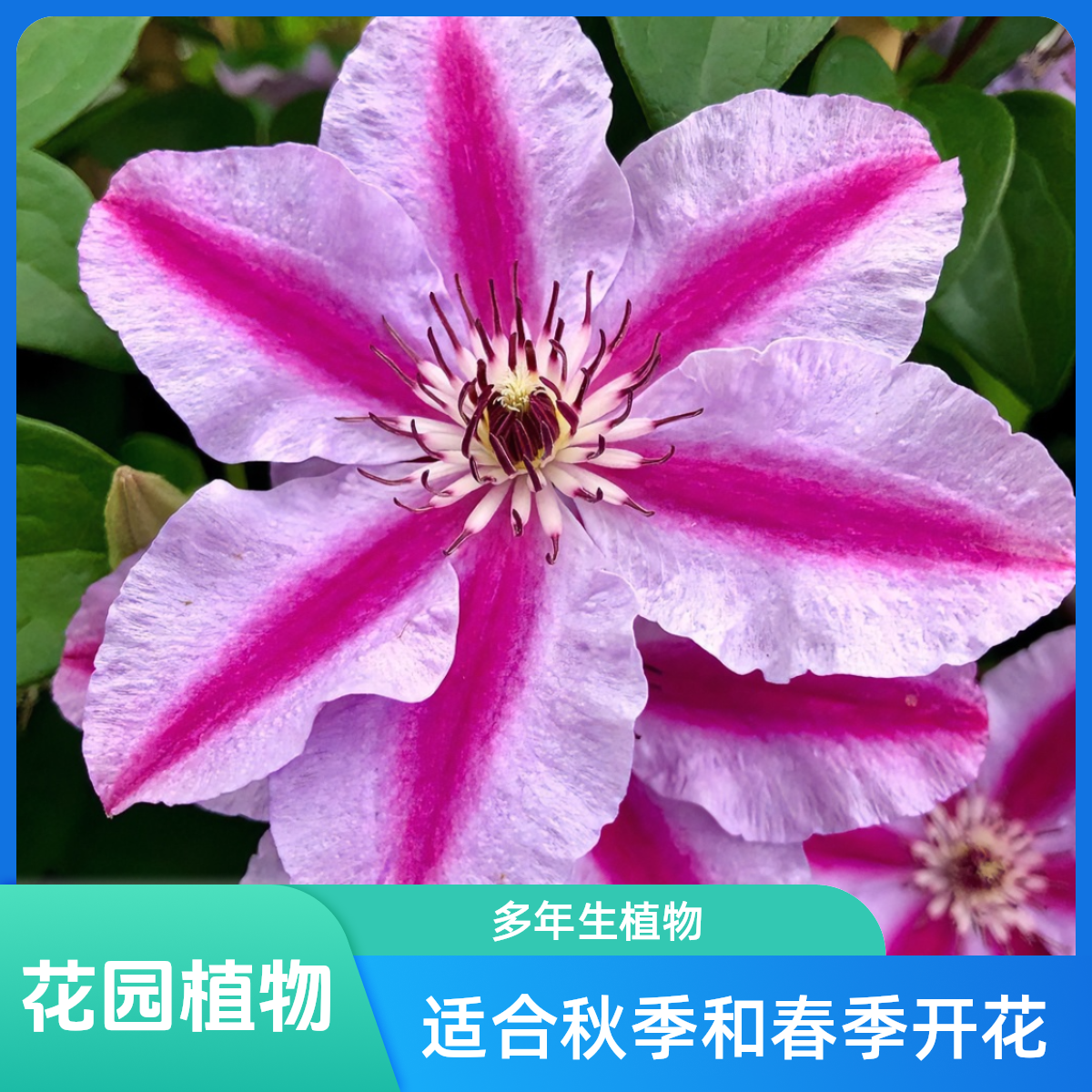二类大花 都铎王朝 铁线莲 轻剪 爬藤庭院花卉 盆栽观花植物