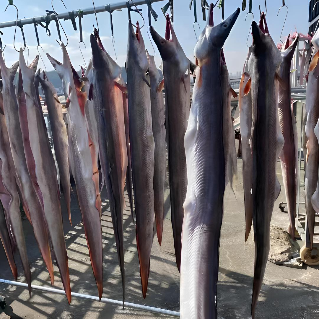 【鳗鱼筒 】整条风鳗干宁波特产微微咸风鳗筒 当季新晒鱼鲞干货顺丰