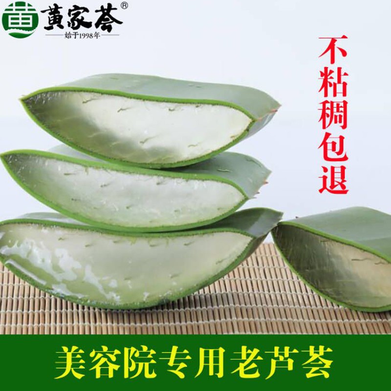 美容灌肤专用库拉索露天有机植物可食用新鲜芦荟叶片