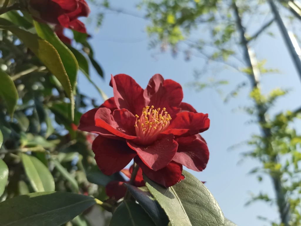 黑骑士嫁接老桩苗