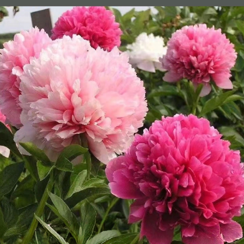 【马瑞乔】荷兰进口会变色的芍药