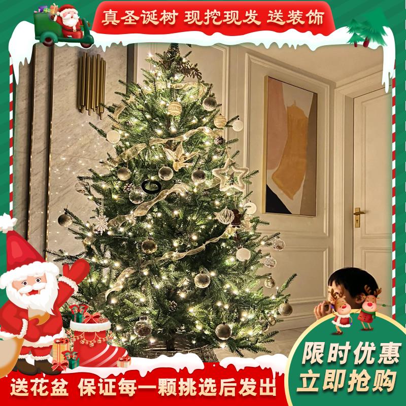真的圣诞树真树大型小型2023新款家用云杉盆栽真正活的松树诺贝松