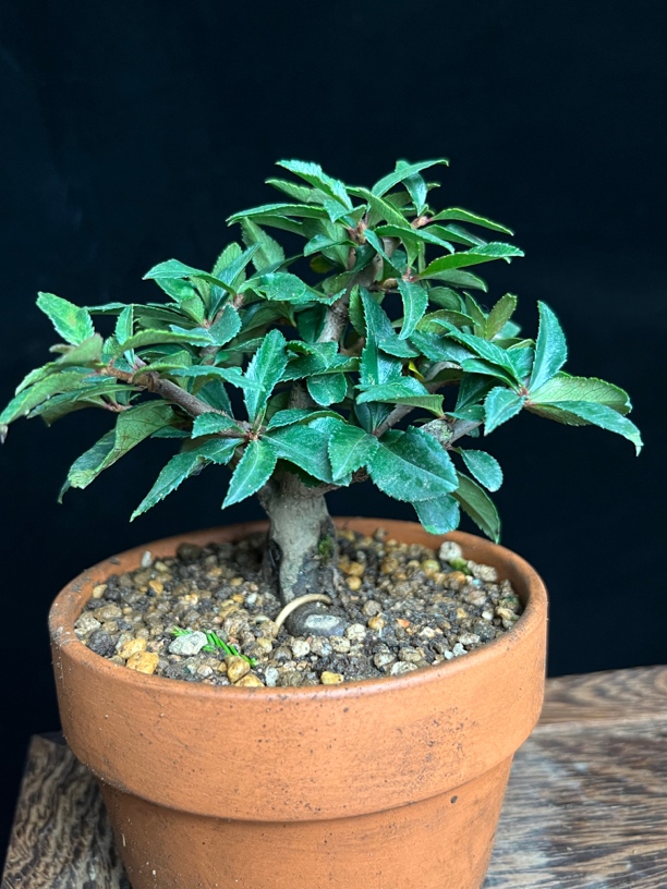 黑长寿又叫柳叶八重咲勤花爆花品种花期长日本名品海棠