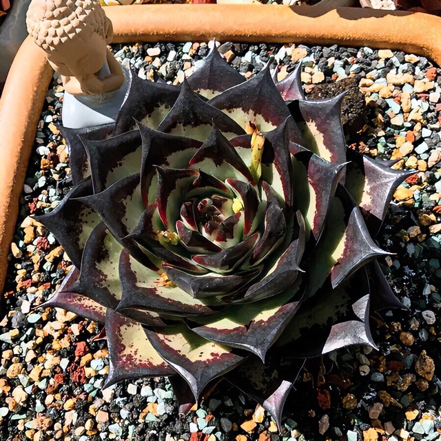 多肉植物一物一拍