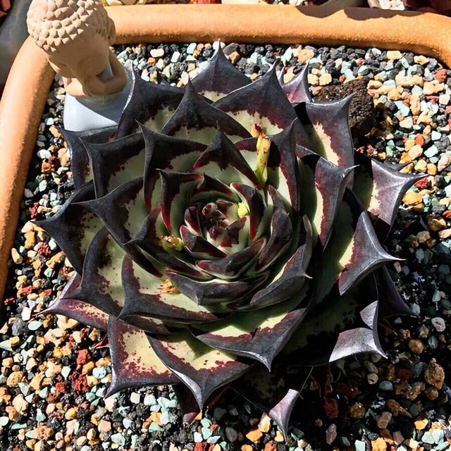 多肉植物一物一拍