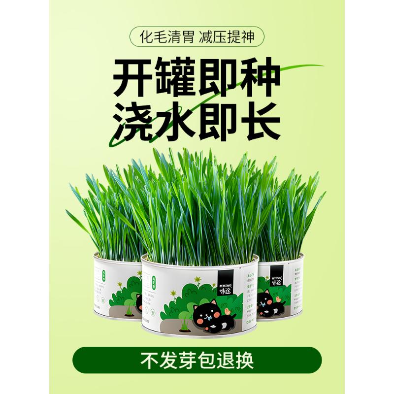 猫草盆栽猫薄荷零食化毛膏化毛球片猫草棒猫咪用品小麦种子水培盒