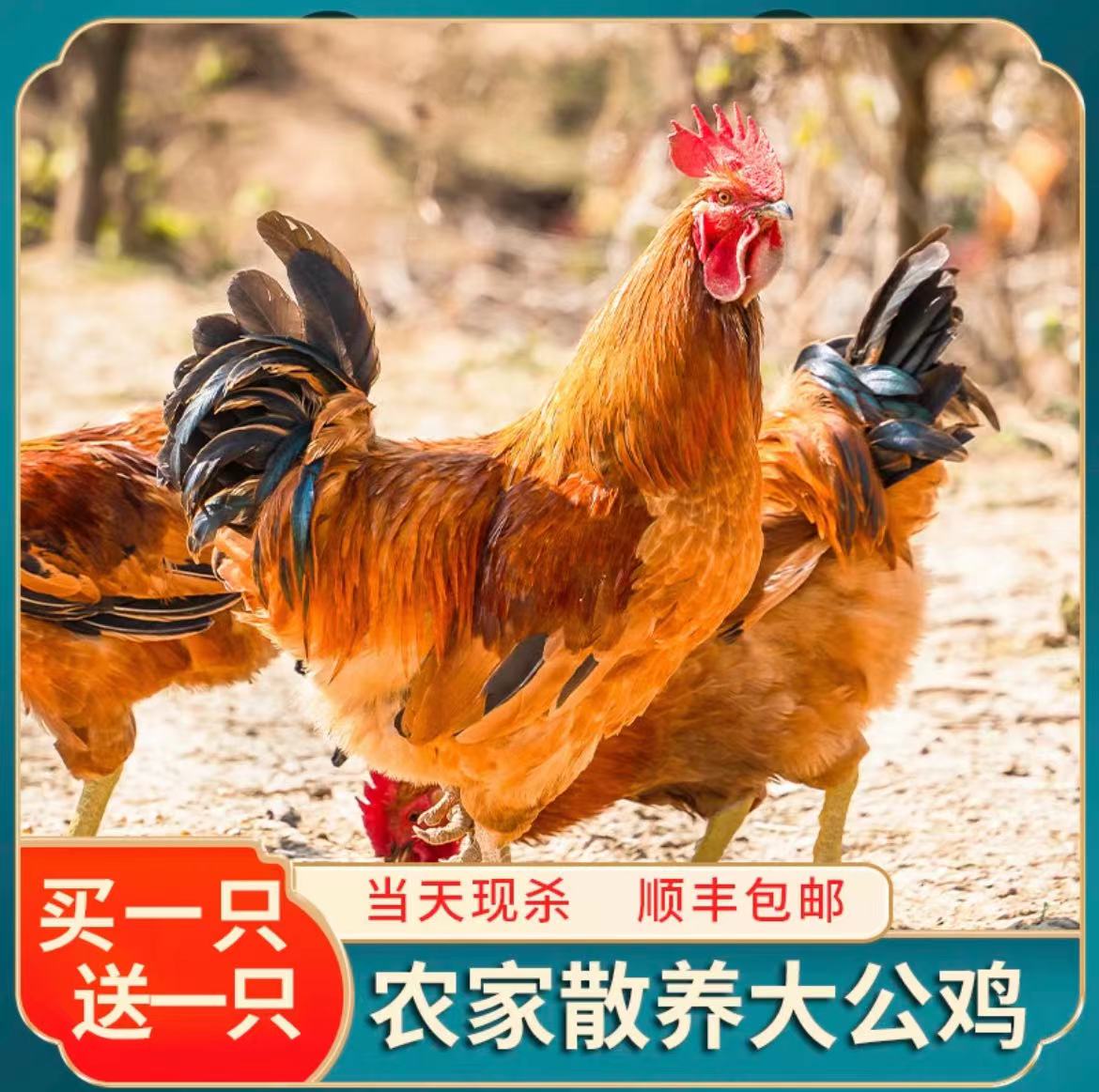 【精选】黄脚大公鸡2只 宰杀好净重约5.5斤，速冻锁鲜京东/顺丰发货