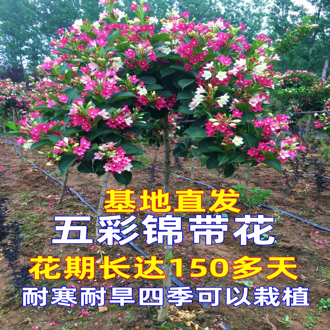 五彩锦带花树苗盆栽地栽四季开花耐寒耐旱红王子锦带花锦带花树苗