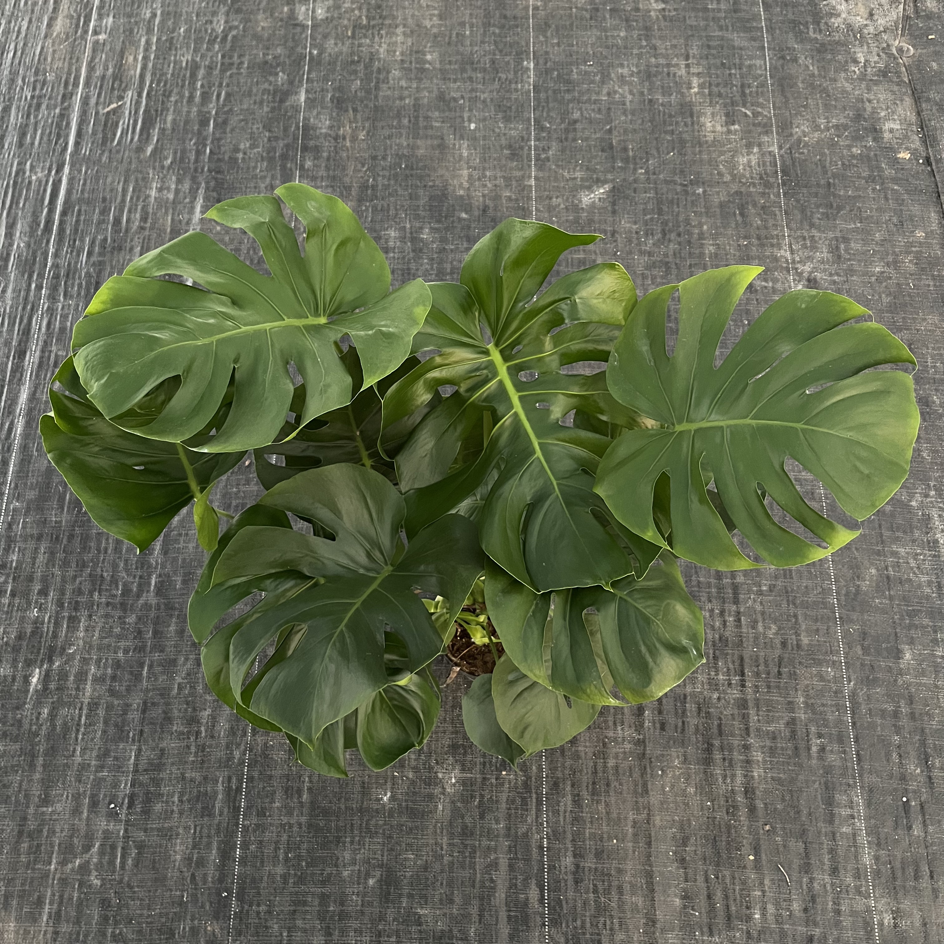 【三棵苗高大老桩】龟背竹书房室内观赏网红植物净化空气光照植物