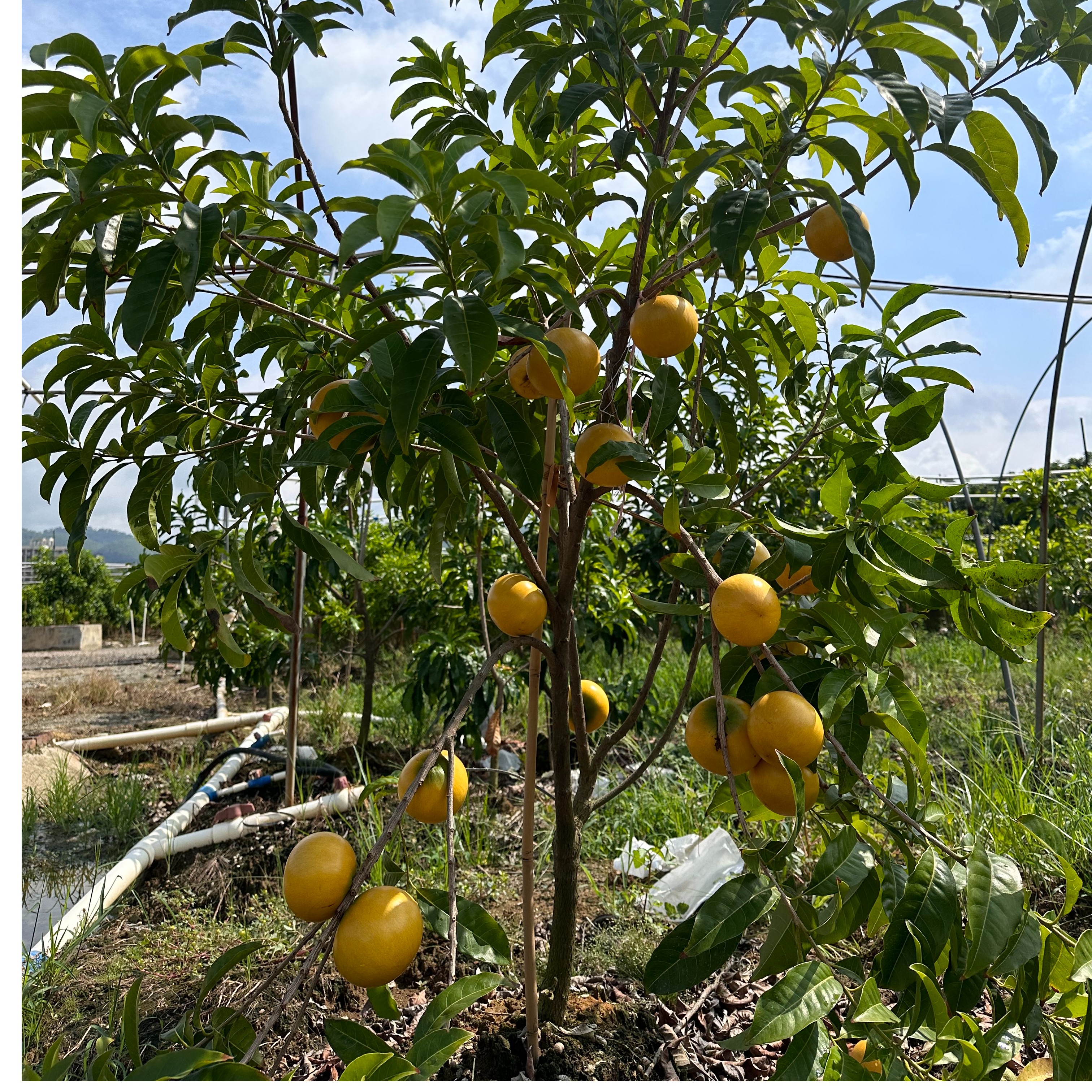 南方庭院阳台种植盆栽地栽四季常绿植物黄晶果6号夏季美观