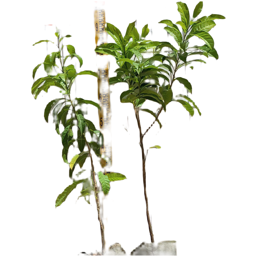 果时珍黄晶果6号树上的果冻 黄晶果植物、白色栽培春季金黄色