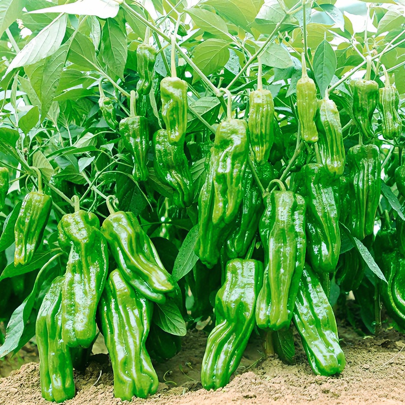 薄皮辣椒种子皮薄香脆早熟阳台盆栽家庭小院种植蔬菜春季播种种苗