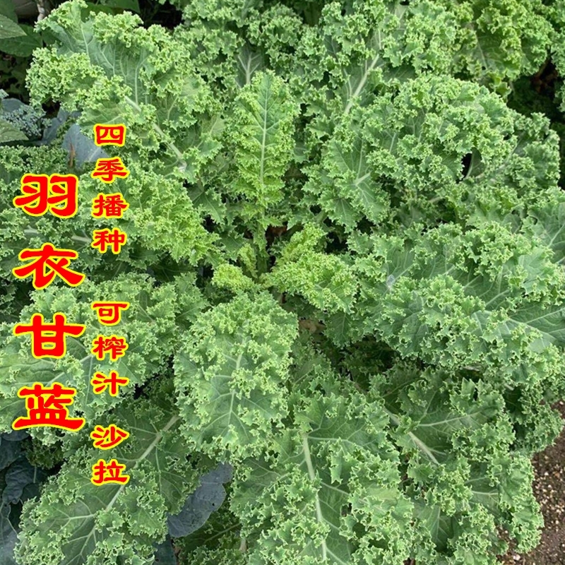 羽衣甘蓝种子阳台盆栽雨衣语衣甘蓝家庭小院种植蔬菜四季