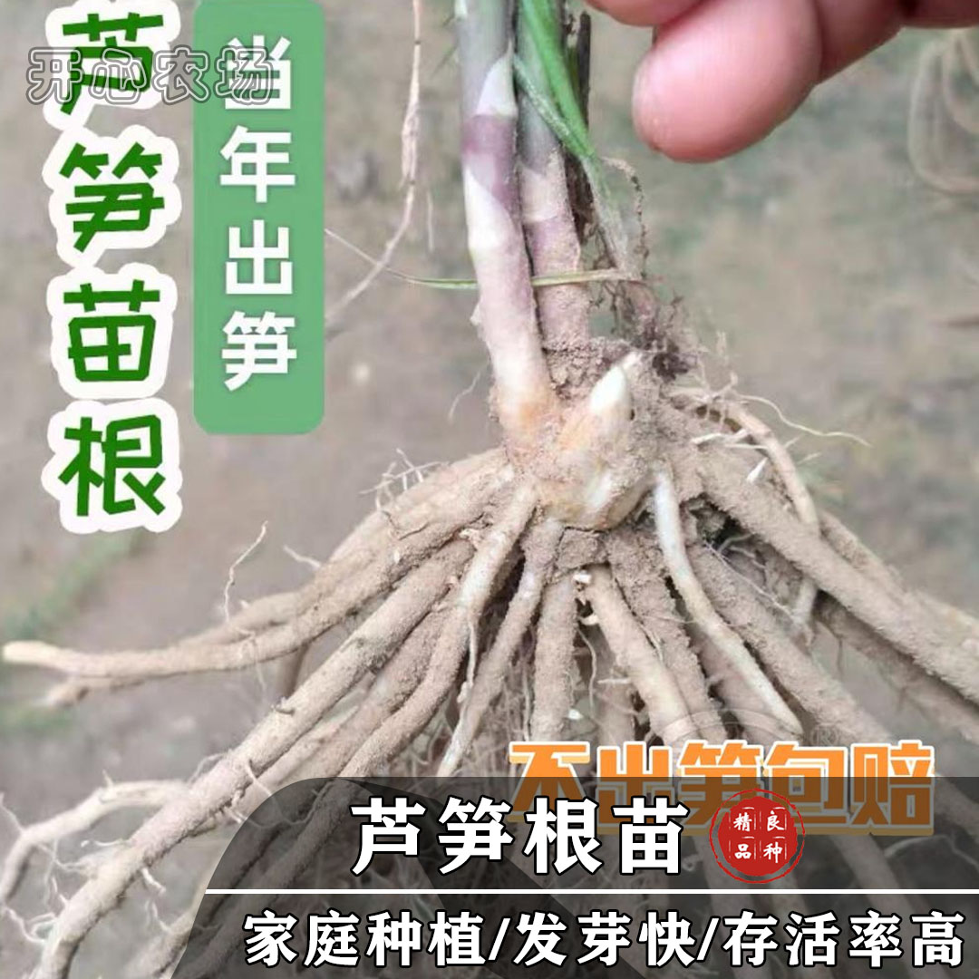 耐寒耐热多年生芦笋根两年根阳台盆栽家庭小院种植浇水百合芽头