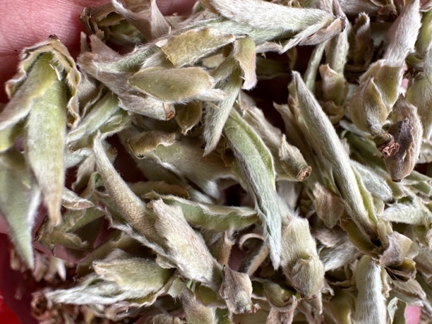 云南白茶野茶雪芽苞2025年春茶