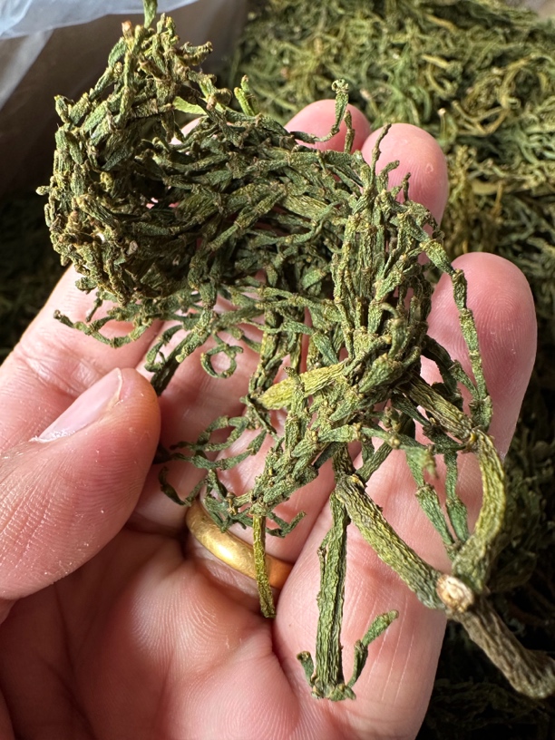 云南螃蟹脚古树螃蟹脚春料