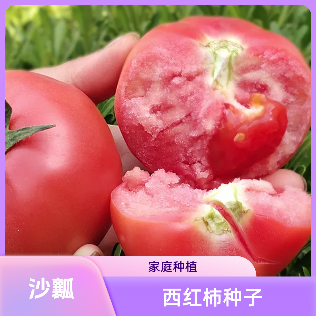 【全店满5元包邮】白果强丰西红柿种子包邮 家庭种植