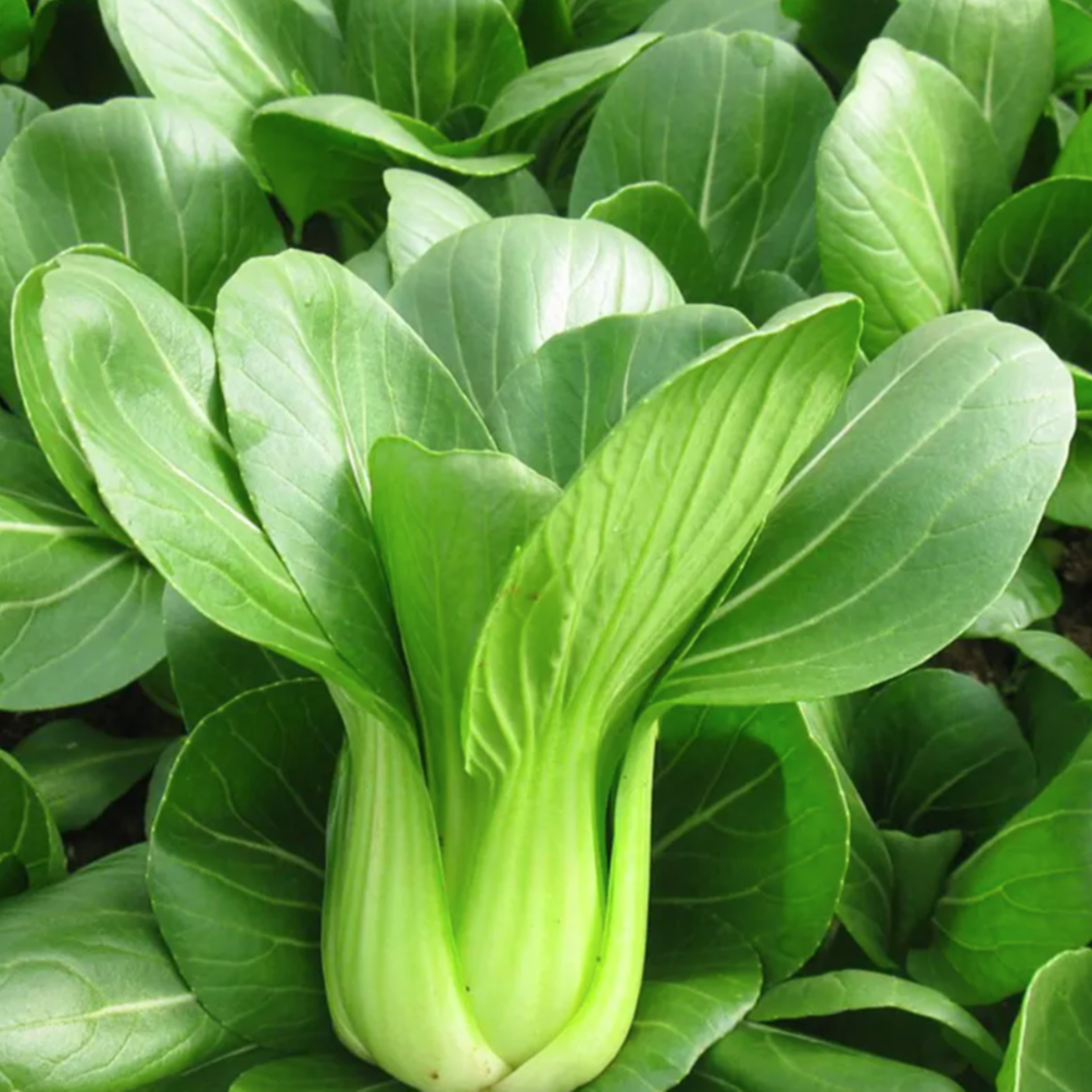 【全店满5元包邮】苏州青种子包邮 家庭种植