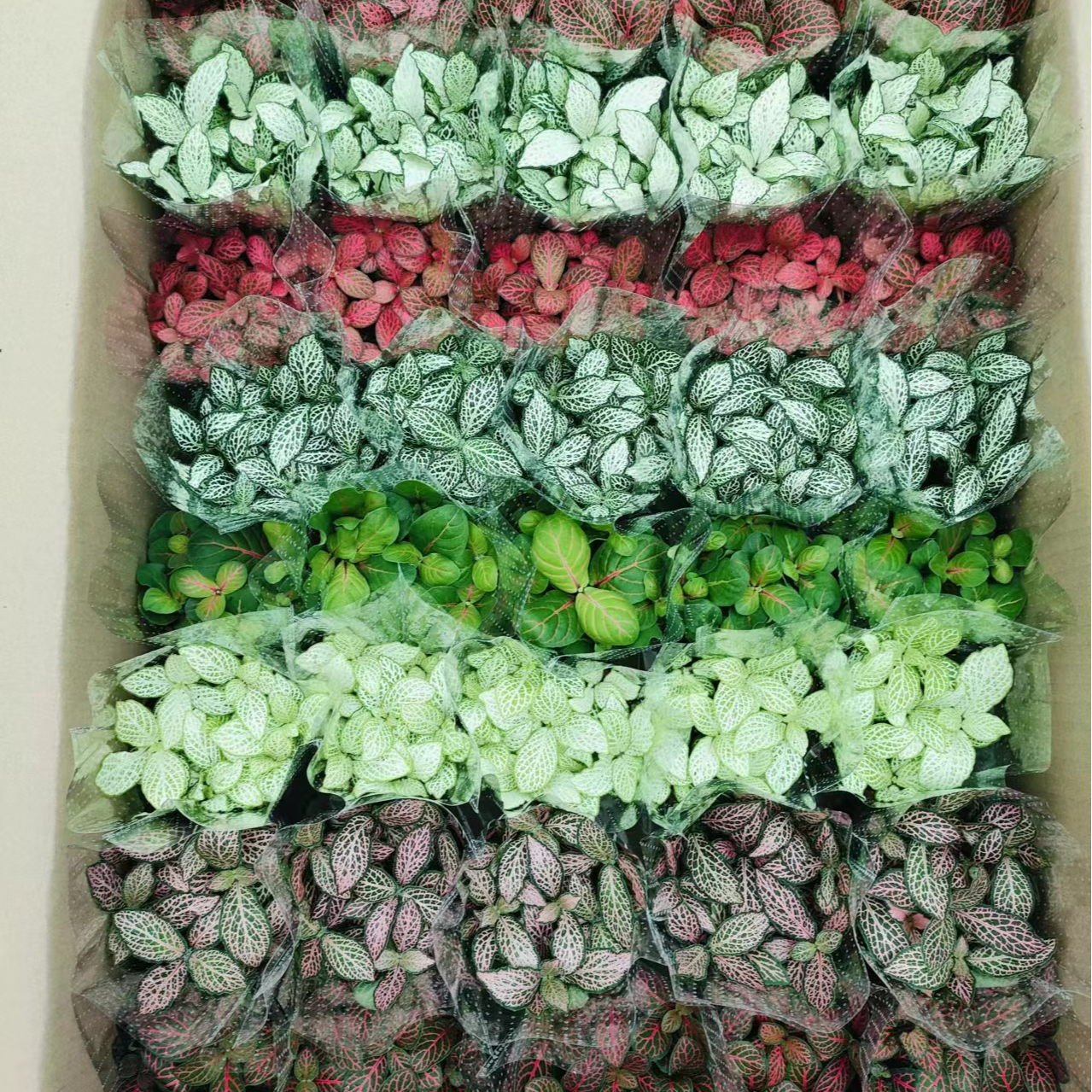 网纹草盆栽微景观组合批发喜阴花迷你植物水陆缸造景diy森林桌面