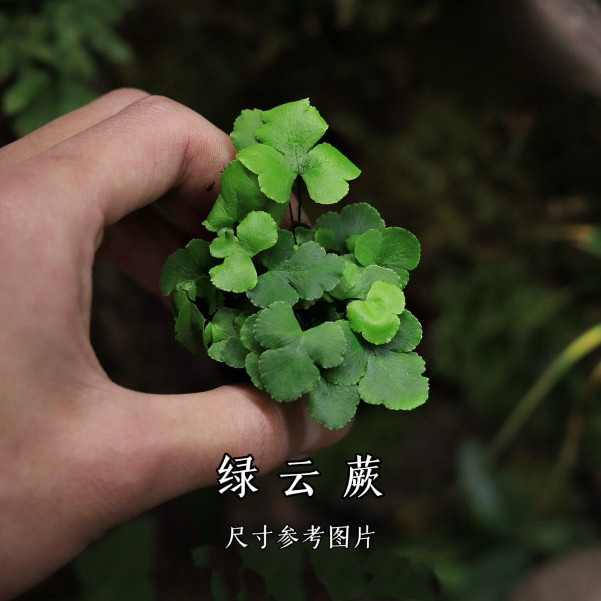 微景观绿植蕨类网纹草桌面迷你造景小盆栽好养懒人植物