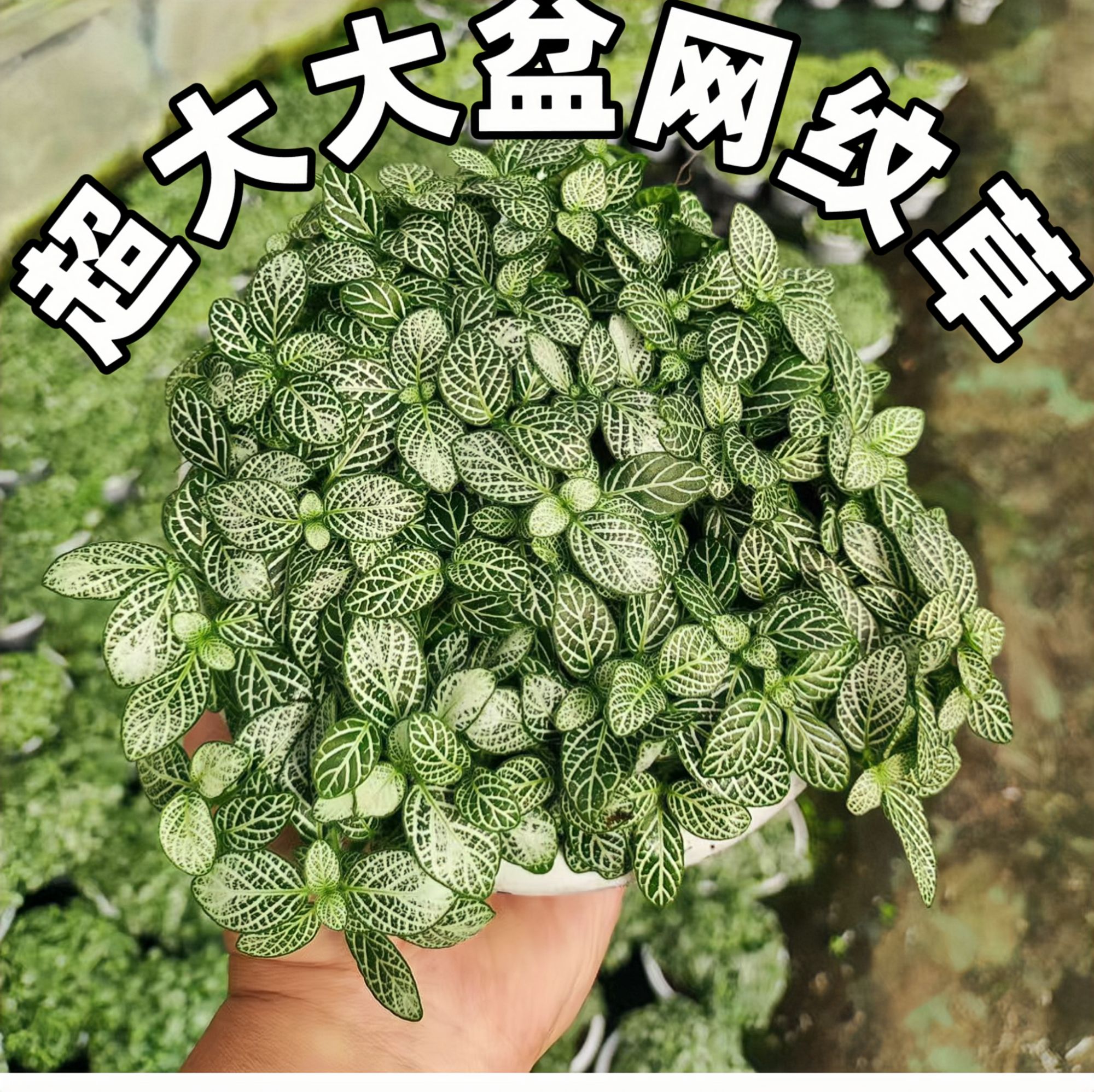 网纹草盆栽微景观喜阴大维度观赏植物水陆缸造景基本批发