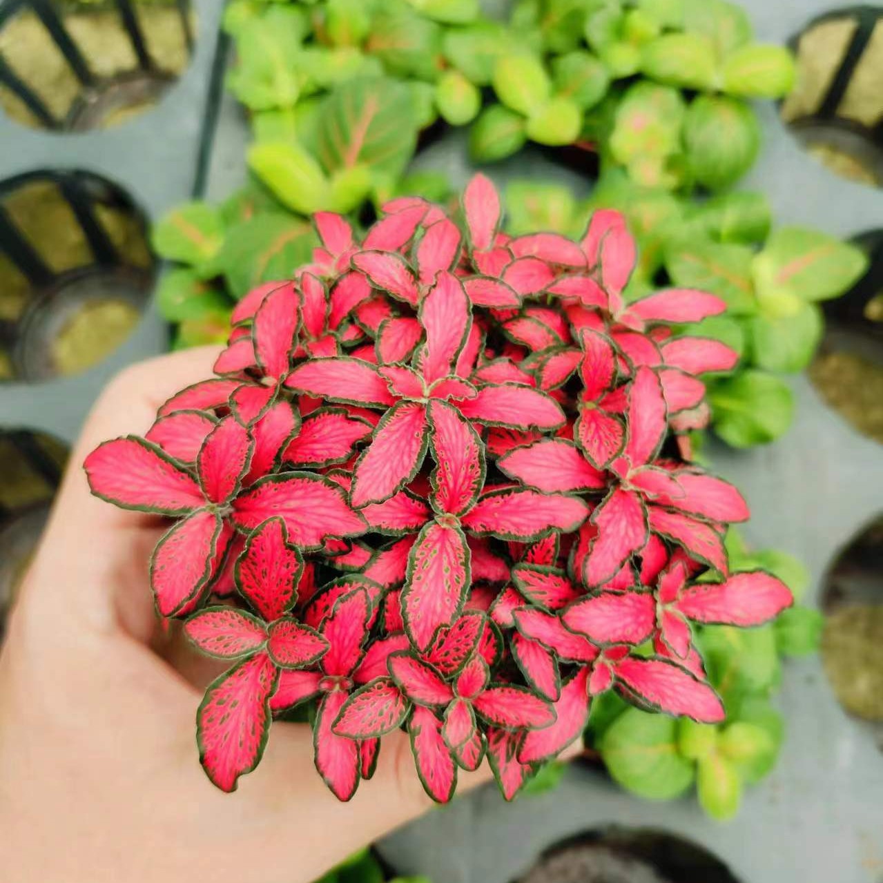 网纹草盆栽小绿植室内四季好养易活彩水培观叶桌面微景观花卉植物