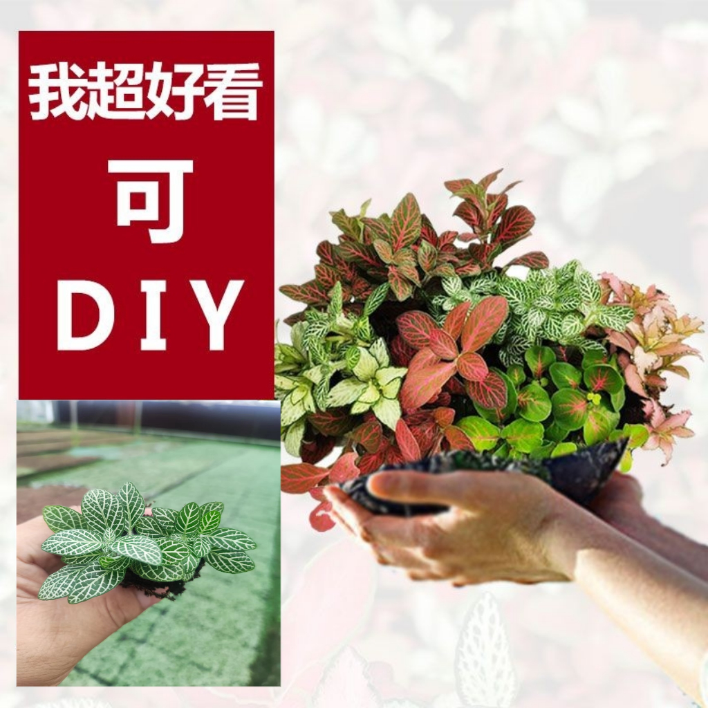 网纹草diy迷你植物微景观造景绿植客厅盆栽室内水陆缸造景小森林