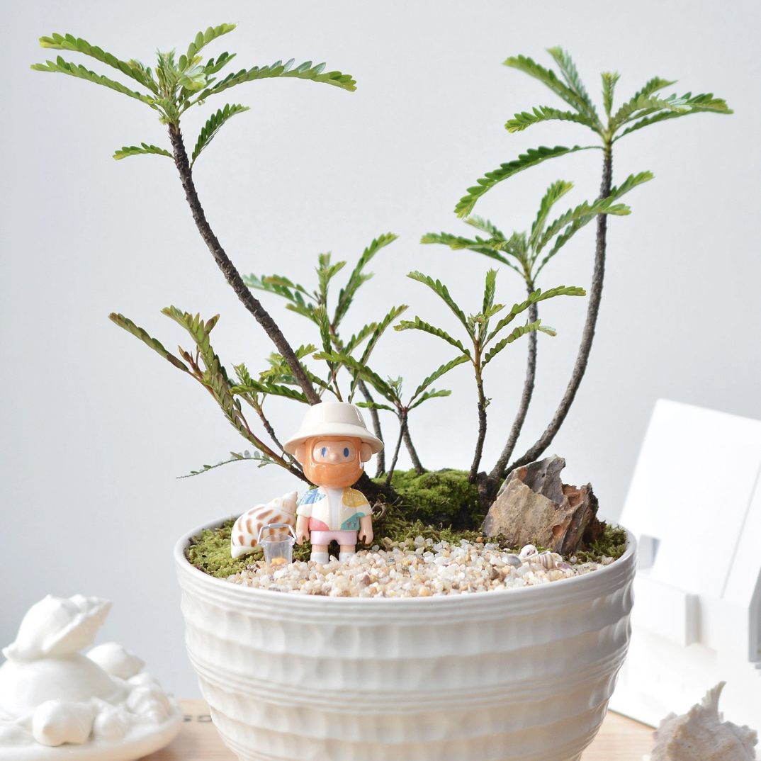 海岛叶下珠一颗树一座岛迷你椰林沙滩盆栽桌面景观