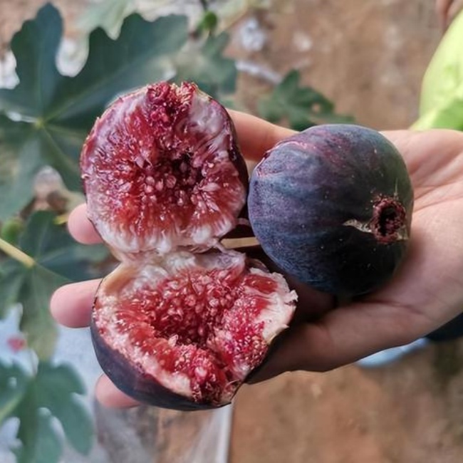 丰奕春【波姬红】无花果天地瓜好种植成活高好管理适应南北方种植