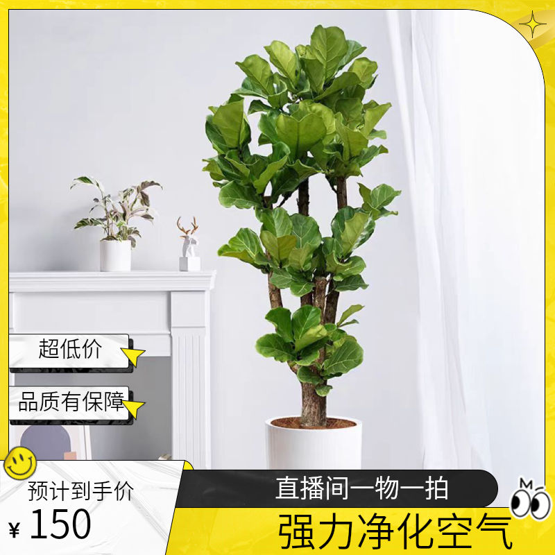 步步高琴叶榕直播间一物一拍室内大型绿植四季常青【不含白盆】