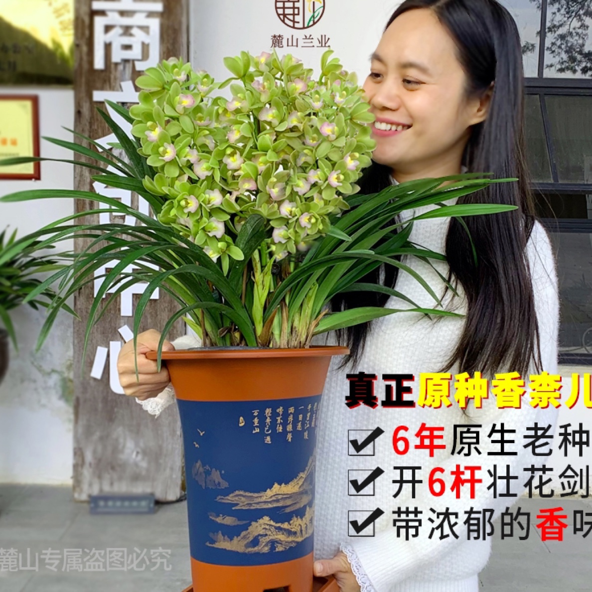 年宵花【香柰儿】兰花浓香型好养花卉绿植盆栽高贵美观优雅