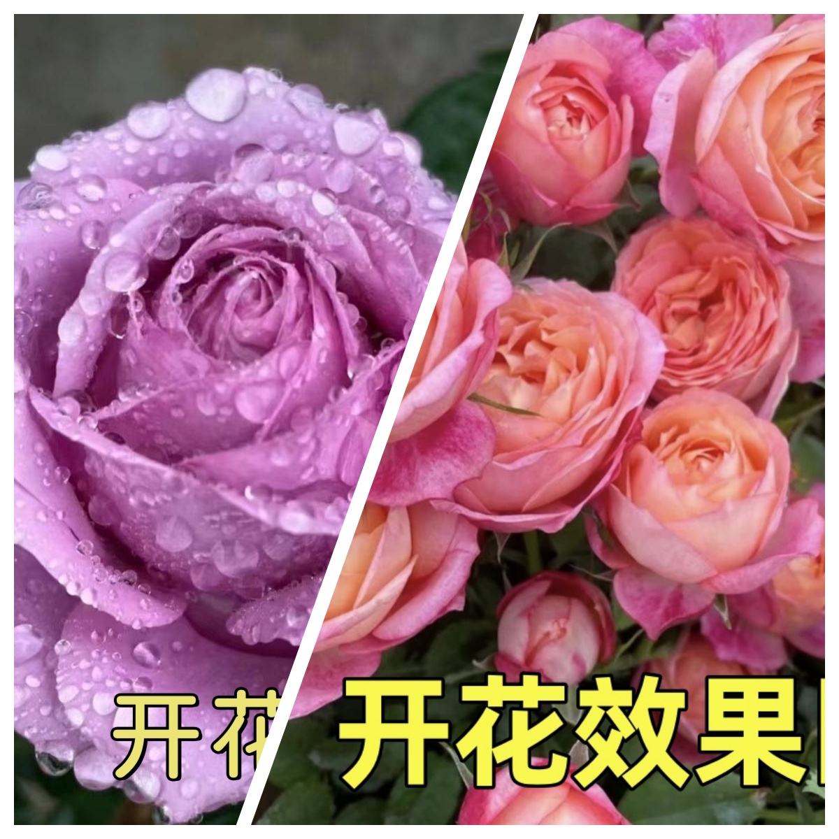 300【水王星】+【大花美人】花苞发货月季花苗四季开花浓香庭院阳台