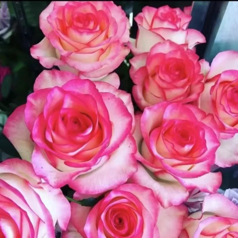 【艾莎】常年开花独颗老桩 勤花修剪开花重瓣发货生长栽种适宜