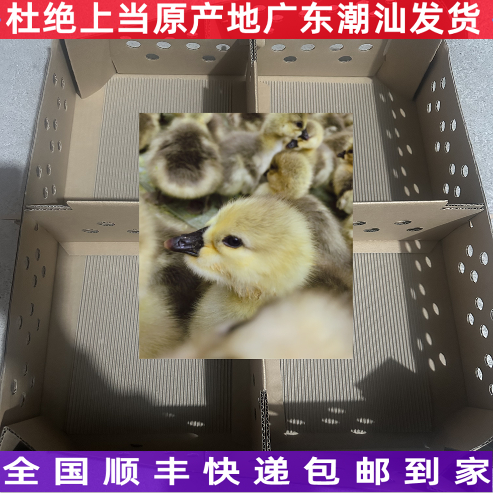 磊记狮子头纸箱装特大出壳2-3两重【到家后默认使用】