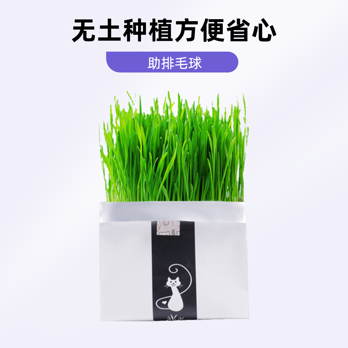 猫草盆栽懒人水培无土猫咪食用化毛球优质营养天然健康丰富补充