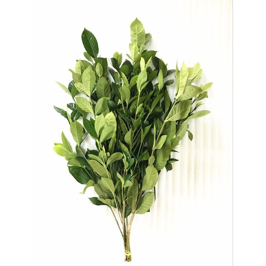 栀子叶配叶配草鲜花绿植装饰室内养水养插花花束云南昆明基地直发