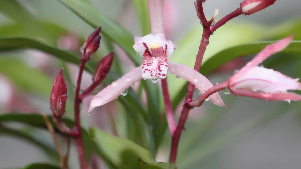 云南腾冲赏花赏叶兔耳兰