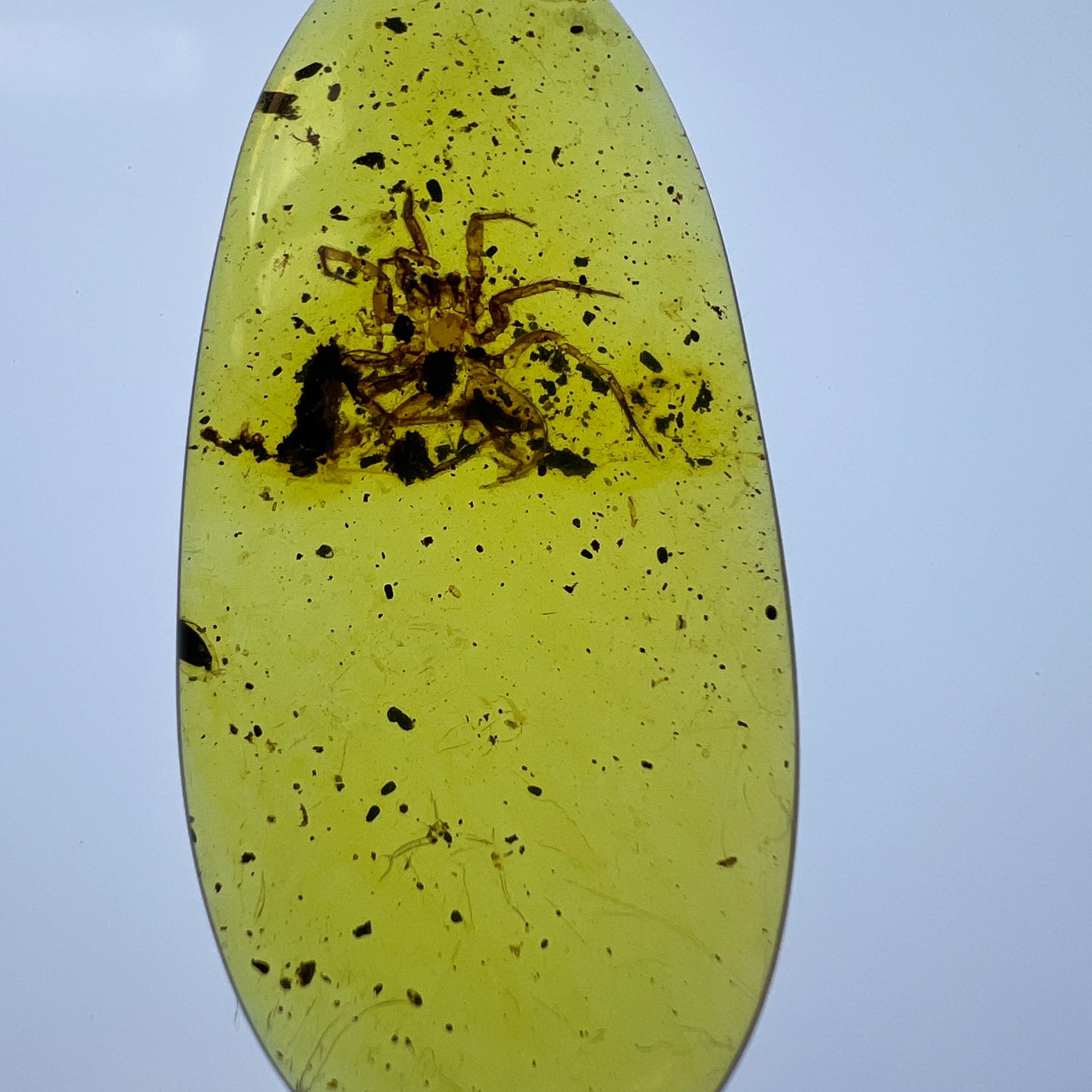 缅甸天然琥珀虫珀蜘蛛