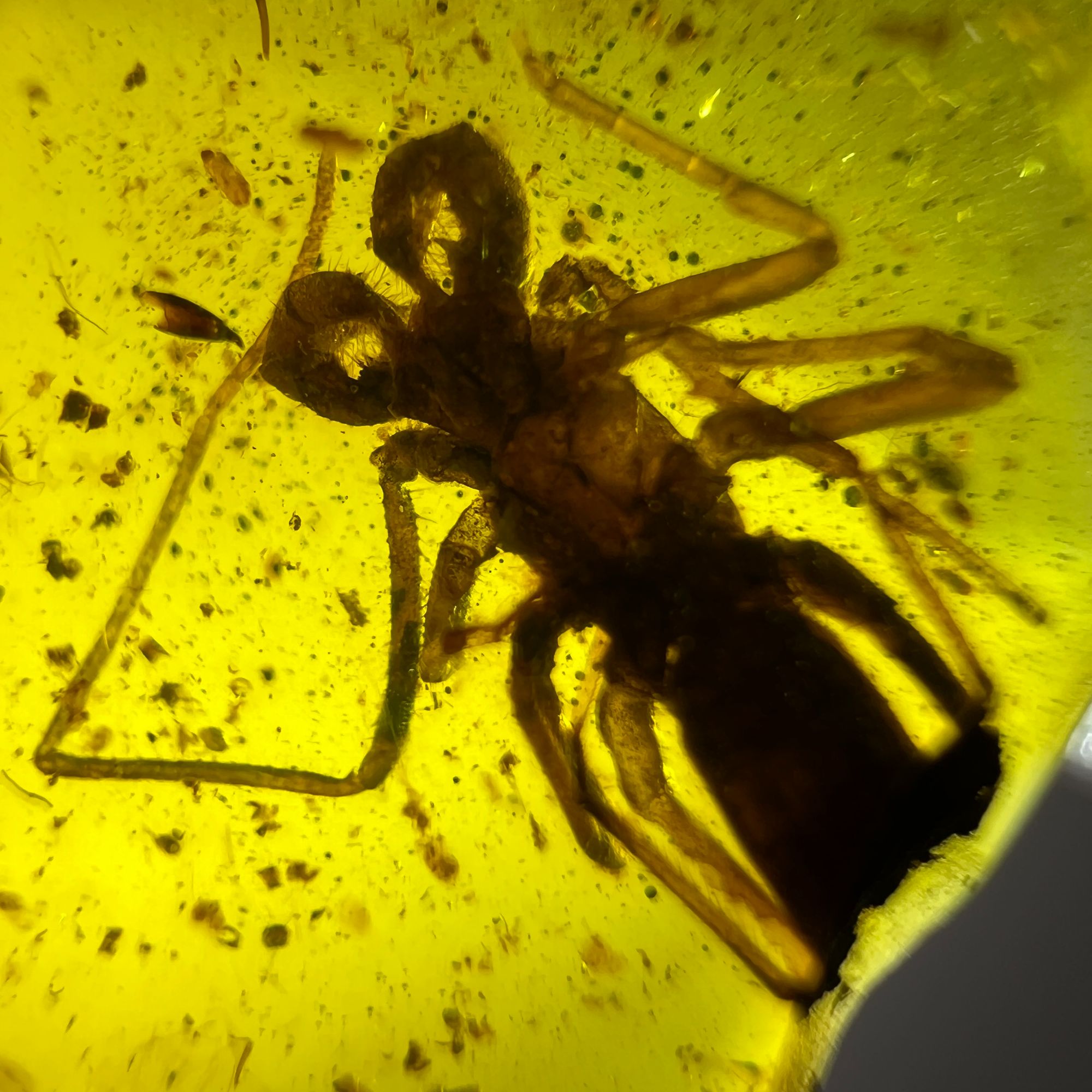 缅甸天然琥珀虫珀长尾鞭蝎