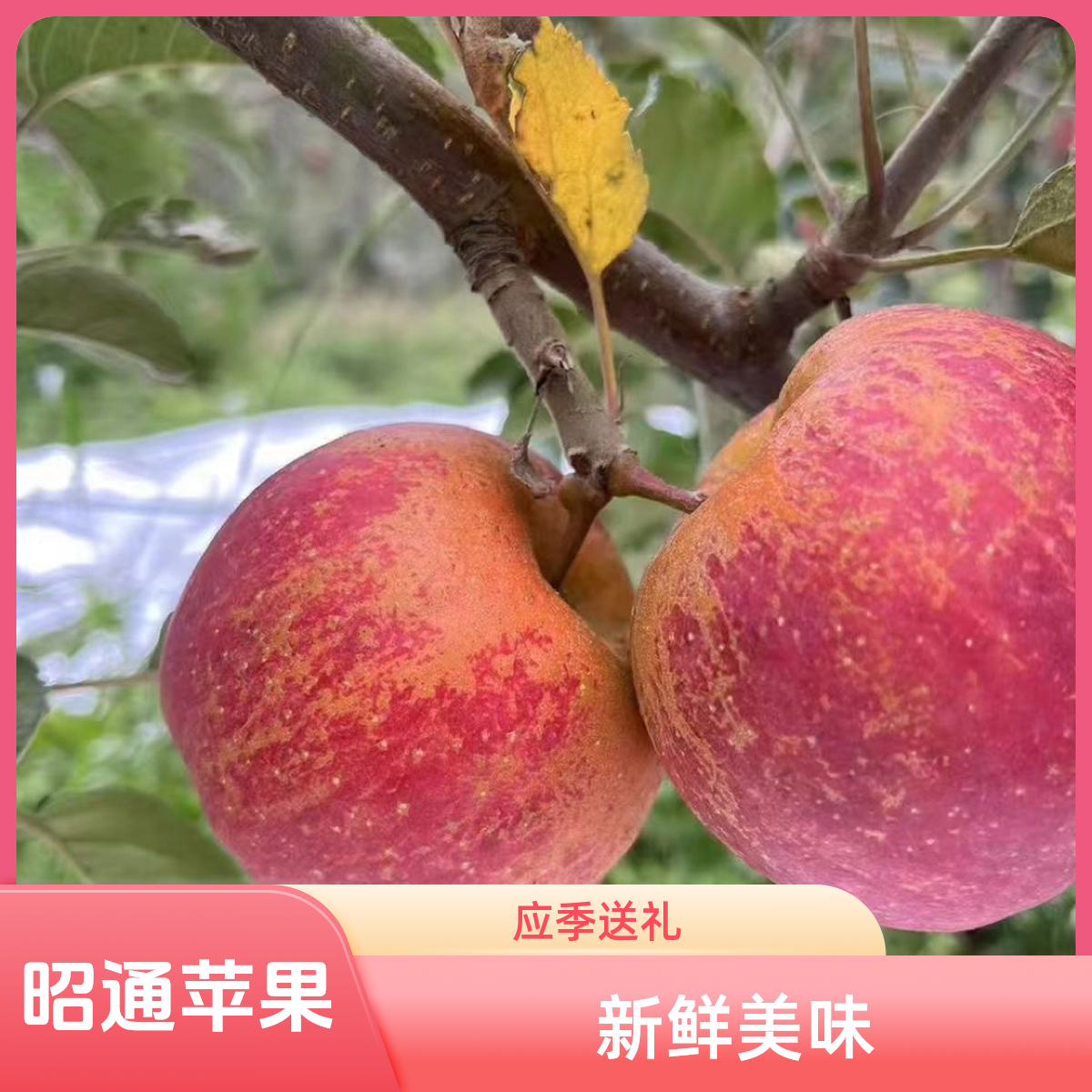 1云南昭通苹果现摘台风现发新鲜应季孕妇水果夺冠5/9斤包邮