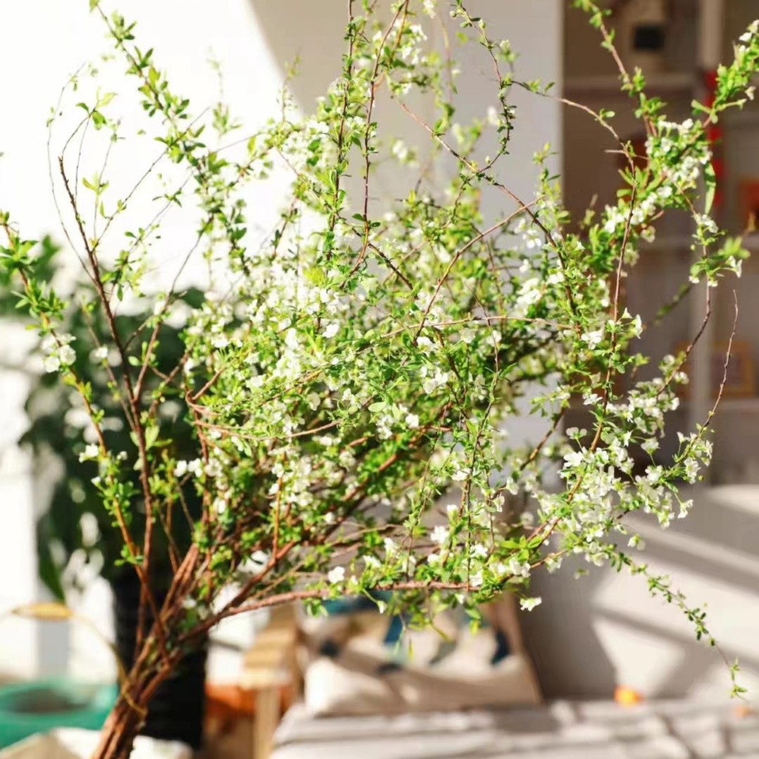 雪柳干枝水培开花植物冬天开花卧室客厅绿植