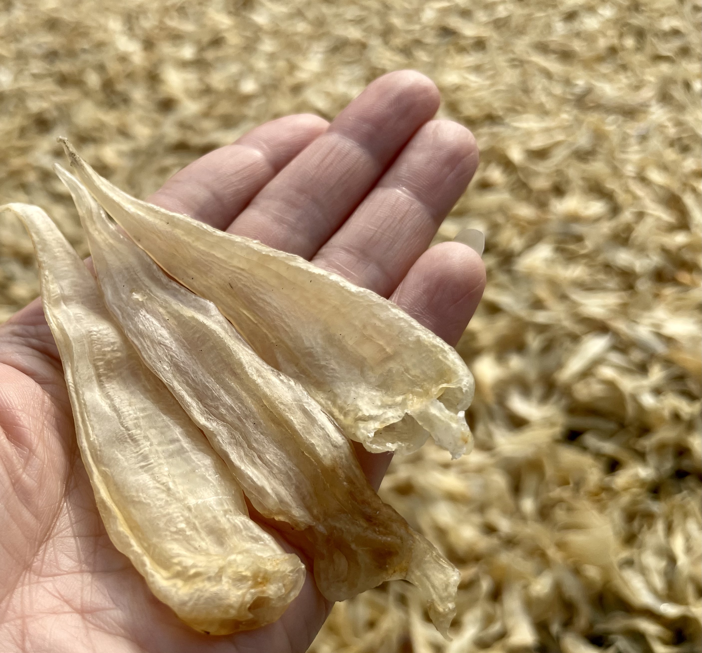 广东豆仁胶/干花胶