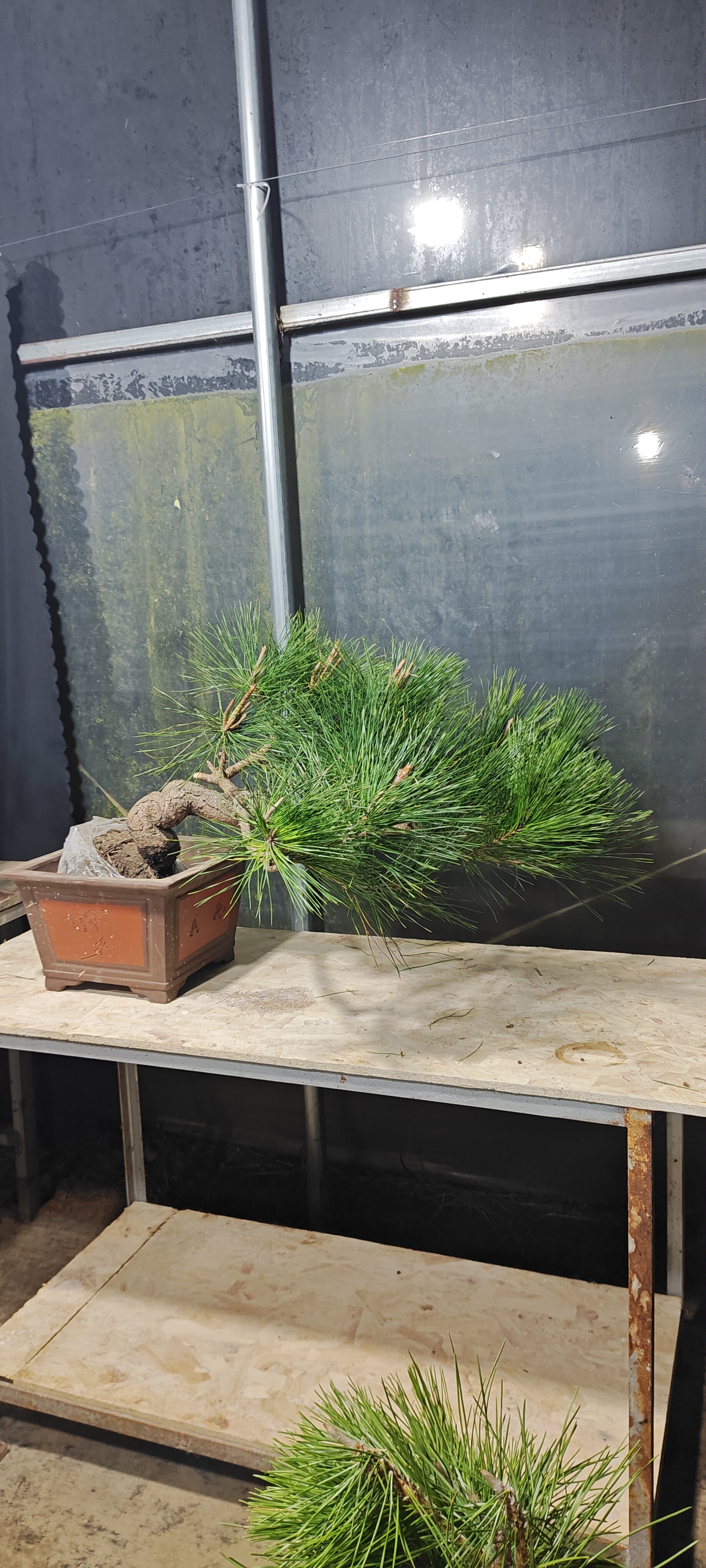 黑松矮霸老桩一物一拍