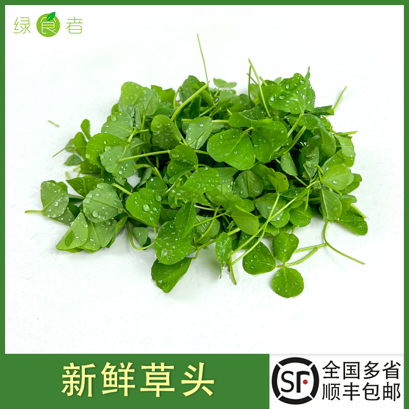新鲜草头 上海本地农家三叶菜金花菜野菜新鲜蔬菜本地草头